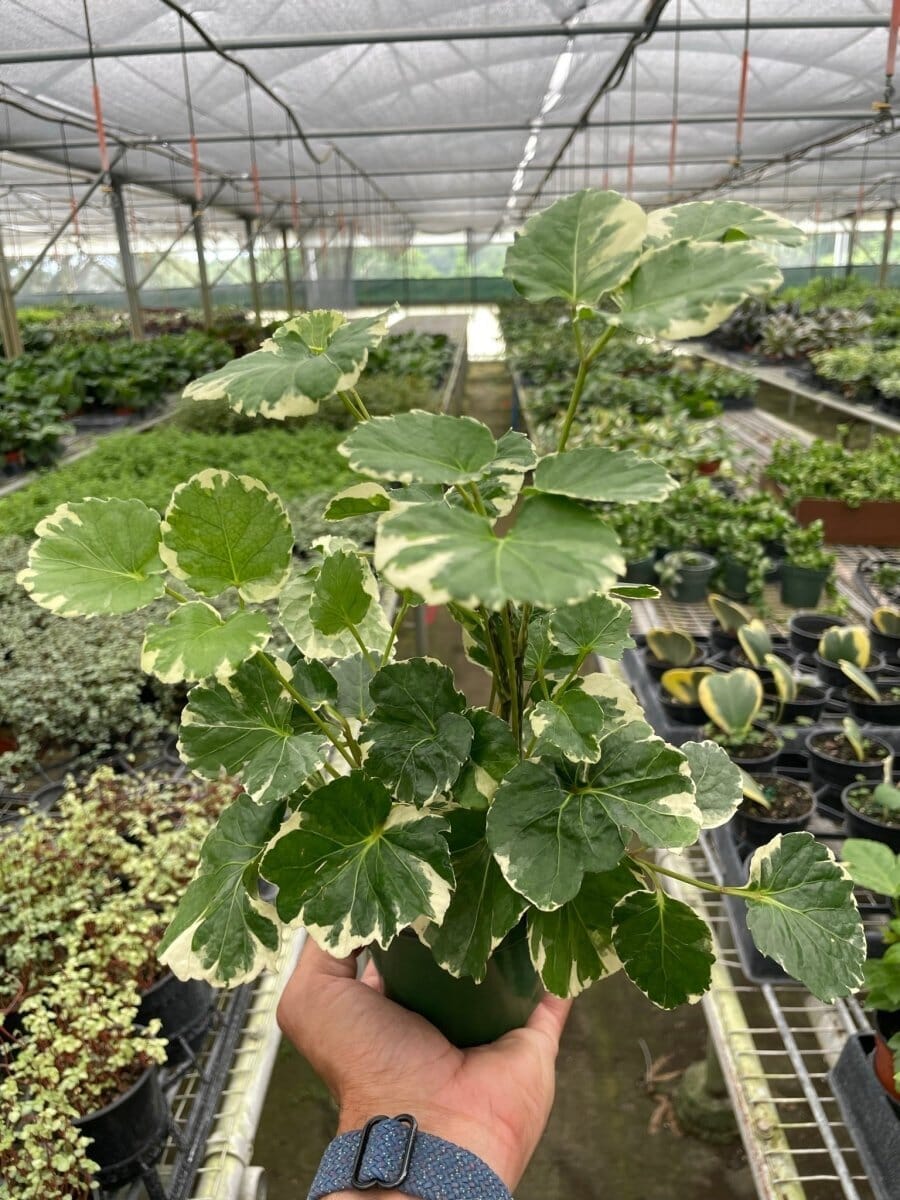 Aralia 'Balfouriana'-Indoor Plants-Trendy Gardener