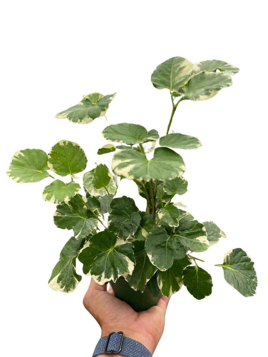 Aralia 'Balfouriana'-Indoor Plants-Trendy Gardener