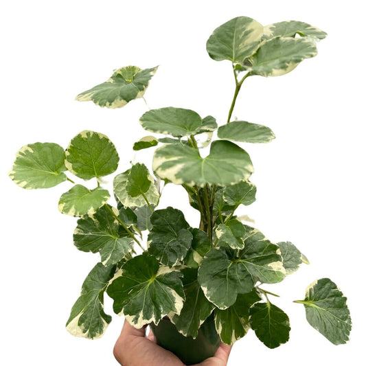 Aralia 'Balfouriana'-Indoor Plants-Trendy Gardener