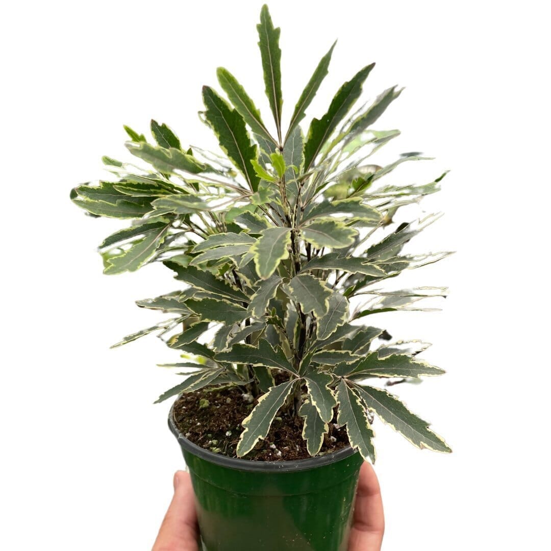 Aralia 'Bianca'-Indoor Plants-Trendy Gardener