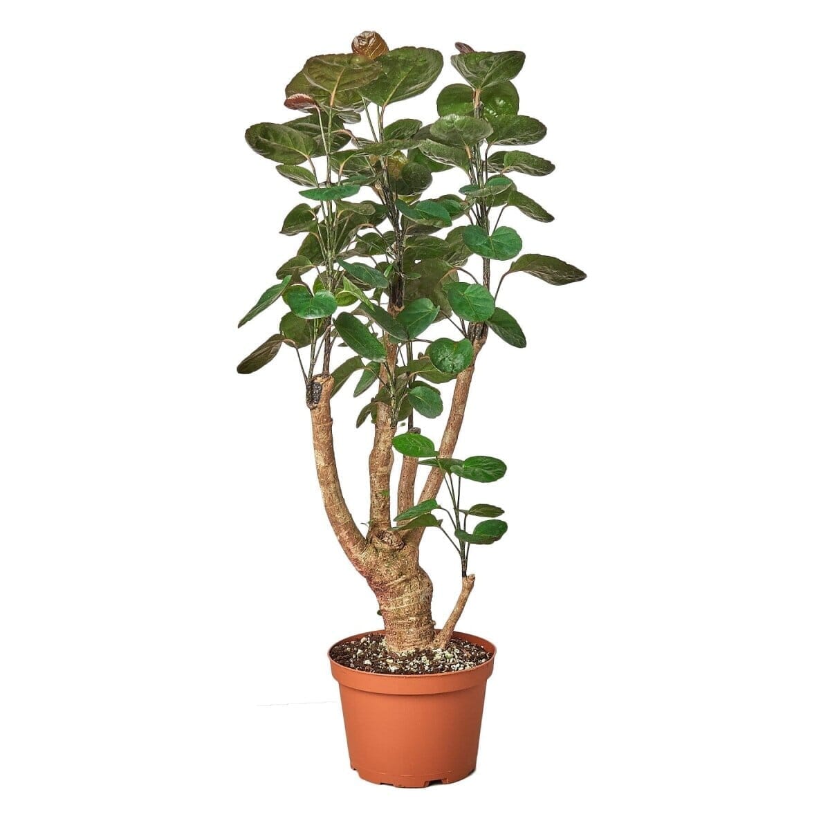 Aralia Fabian Stump 'Polyscias Scutellaria'-Indoor Plants-Trendy Gardener