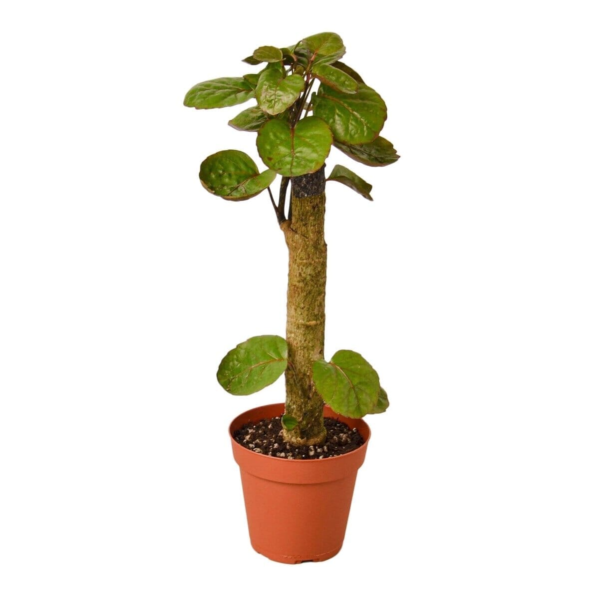 Aralia Fabian Stump 'Polyscias Scutellaria'-Indoor Plants-Trendy Gardener