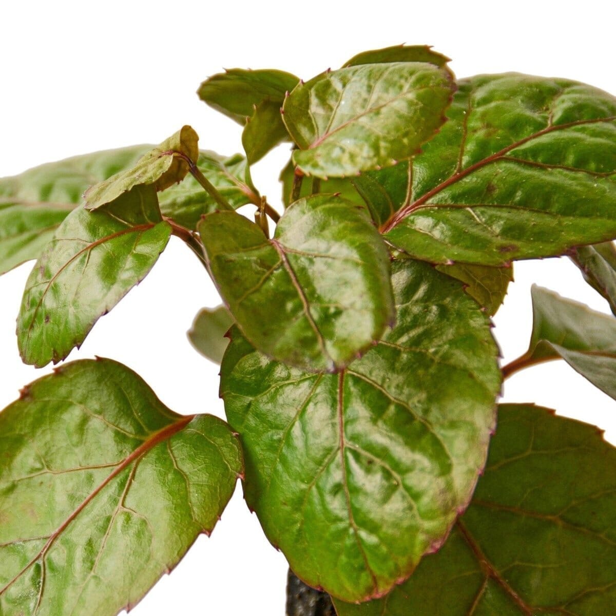 Aralia Fabian Stump 'Polyscias Scutellaria'-Indoor Plants-Trendy Gardener