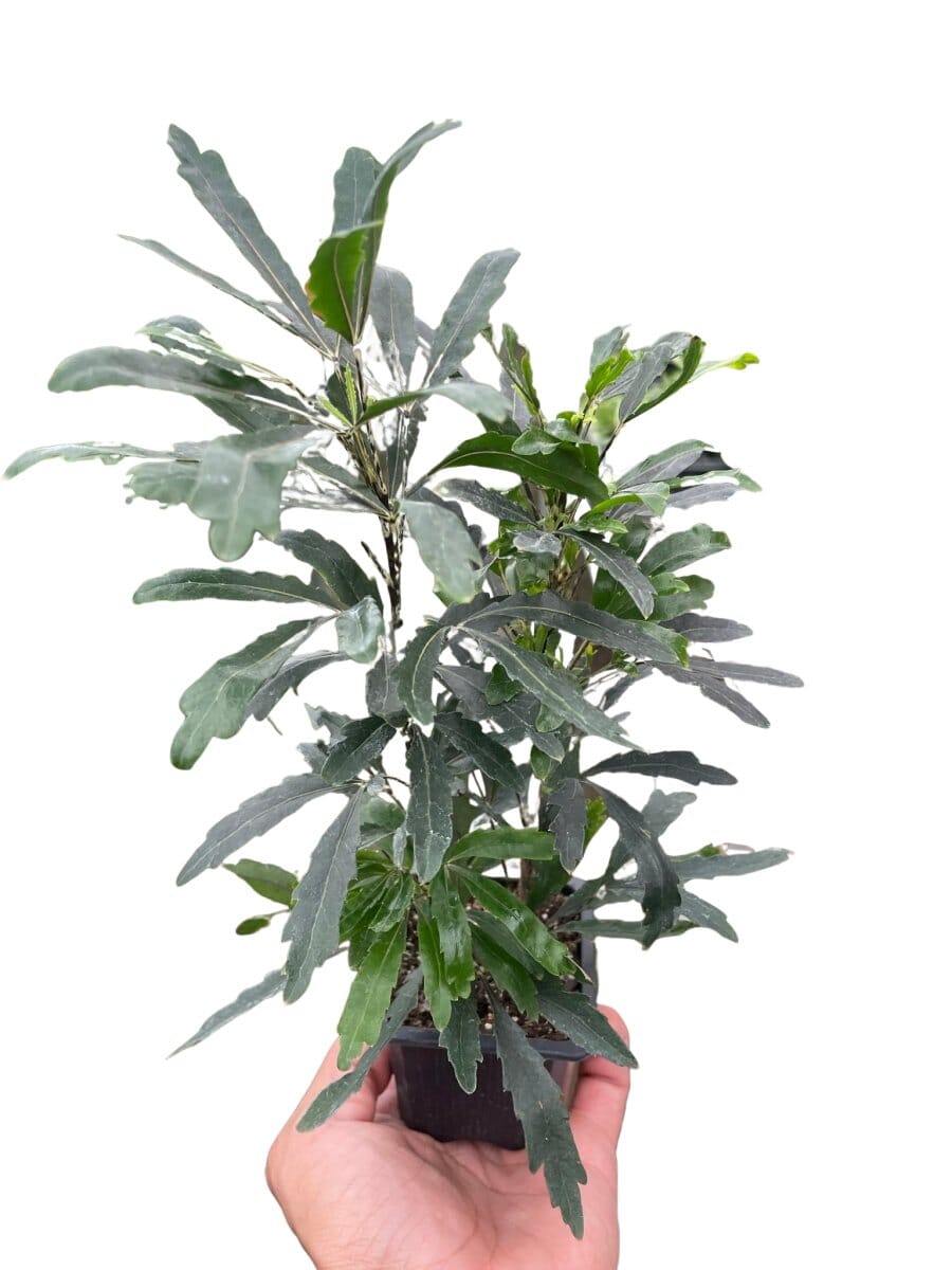 Aralia 'Green'-Indoor Plants-Trendy Gardener