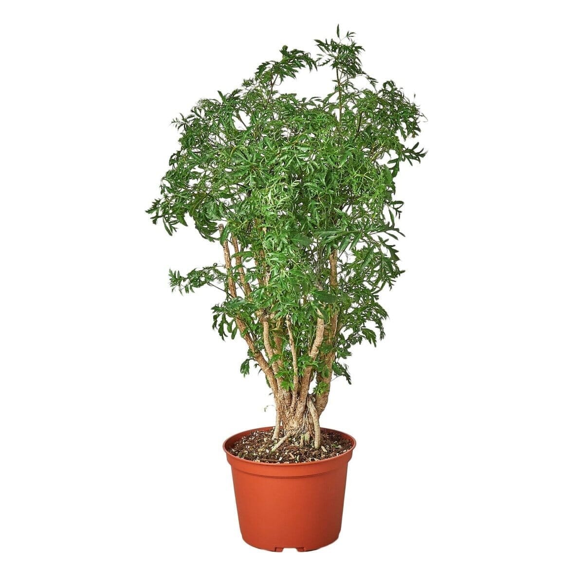 Aralia Ming Stump Plant-Indoor Plants-Trendy Gardener