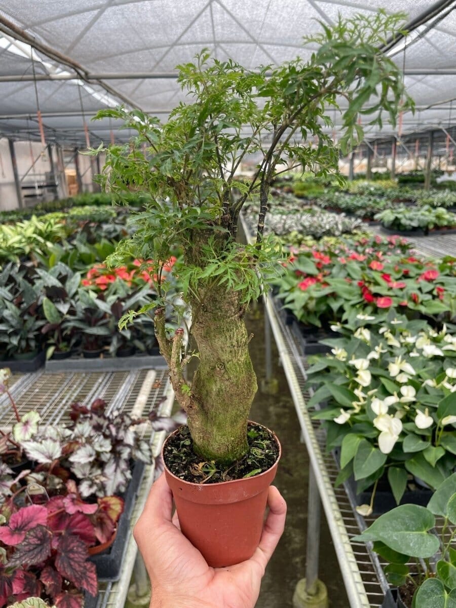 Aralia Ming Stump Plant-Indoor Plants-Trendy Gardener