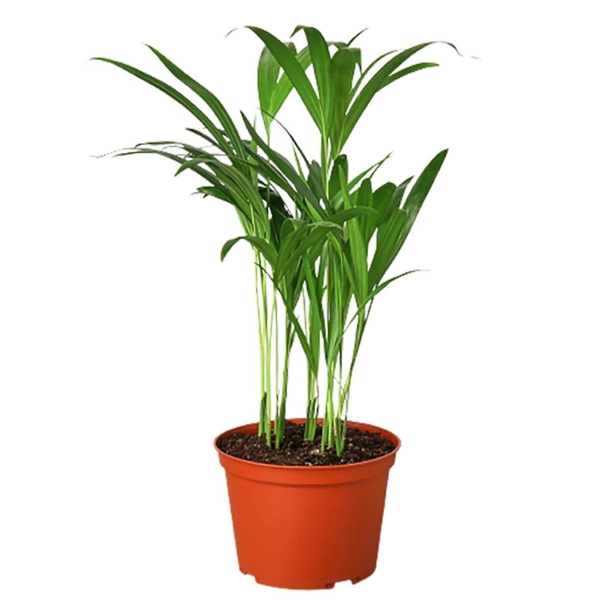 Areca Palm-Indoor Plants-Trendy Gardener