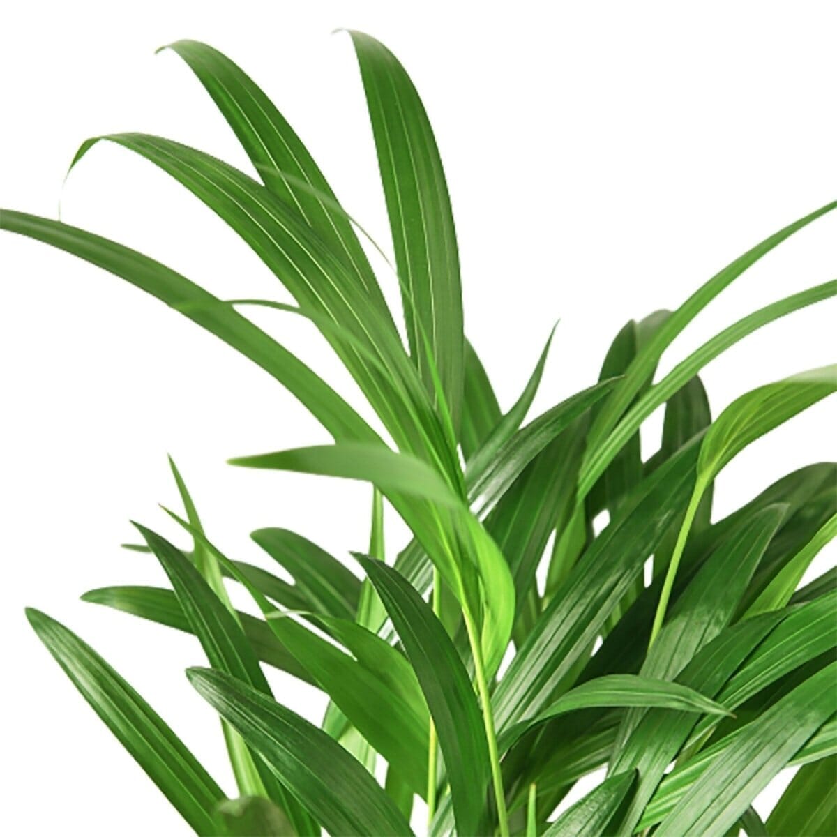 Areca Palm-Indoor Plants-Trendy Gardener