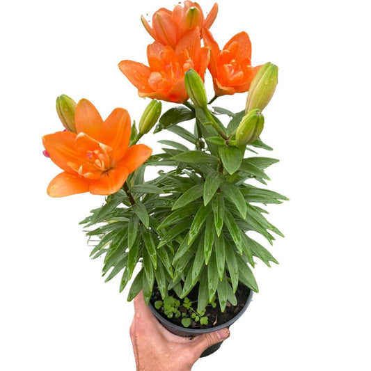 Asiatic liliy (Lilium)-Indoor Plants-Trendy Gardener