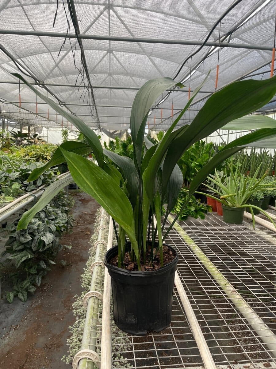 Aspidistra 'Cast Iron'-Indoor Plants-Trendy Gardener