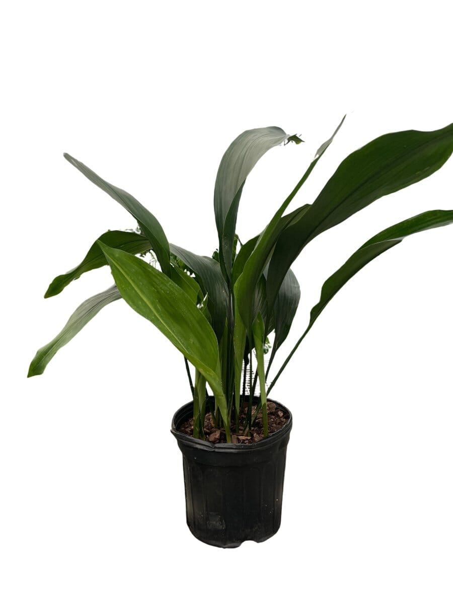 Aspidistra 'Cast Iron'-Indoor Plants-Trendy Gardener