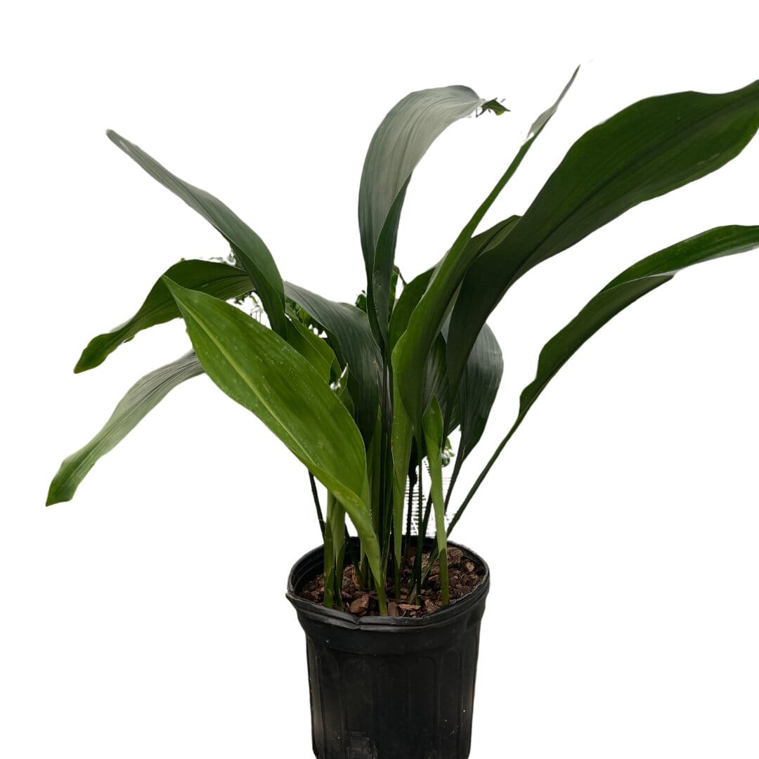 Aspidistra 'Cast Iron'-Indoor Plants-Trendy Gardener