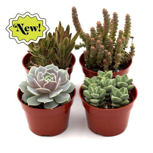 Assorted Succulent Variety-Indoor Plants-Trendy Gardener