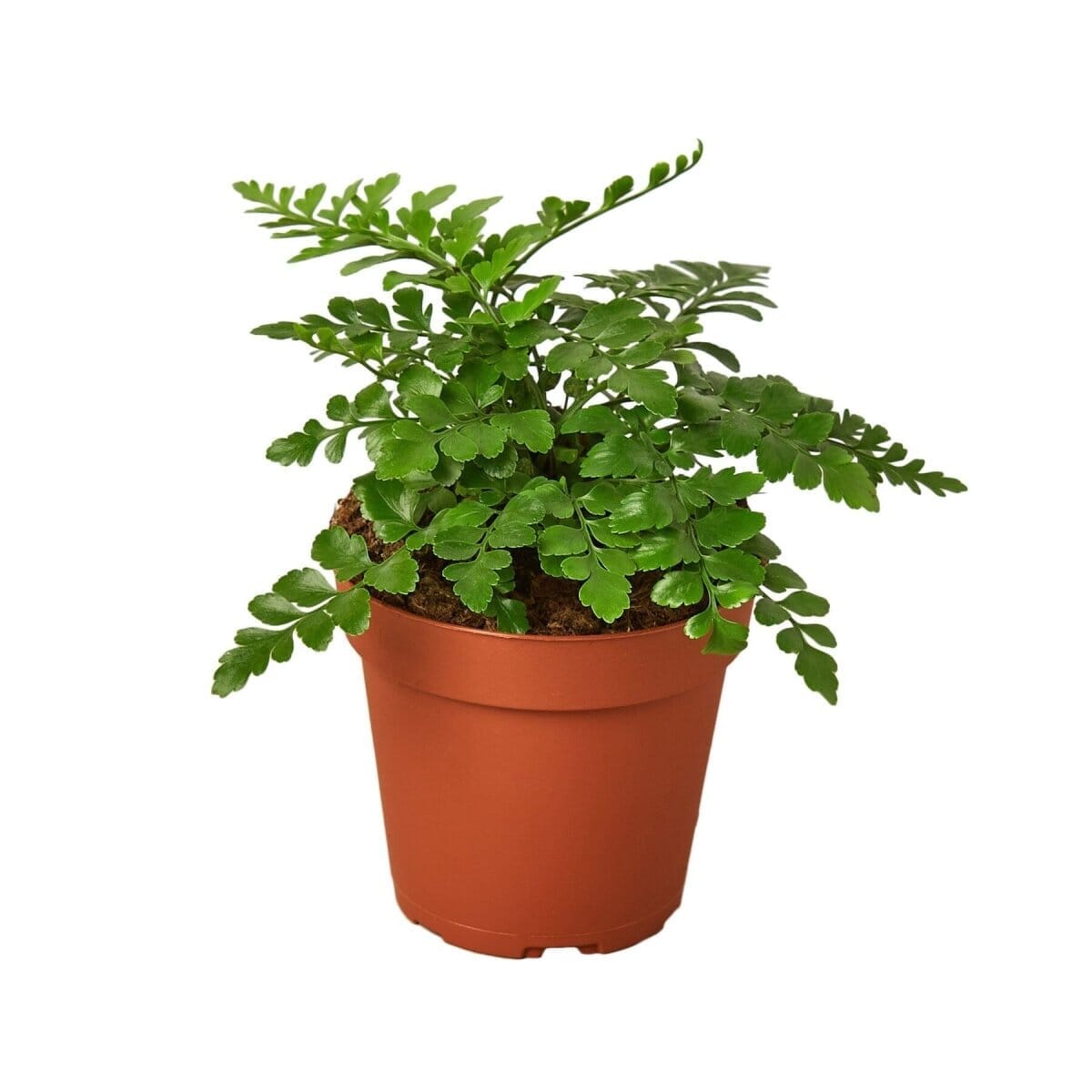 Austral Gem Fern-Indoor Plants-Trendy Gardener