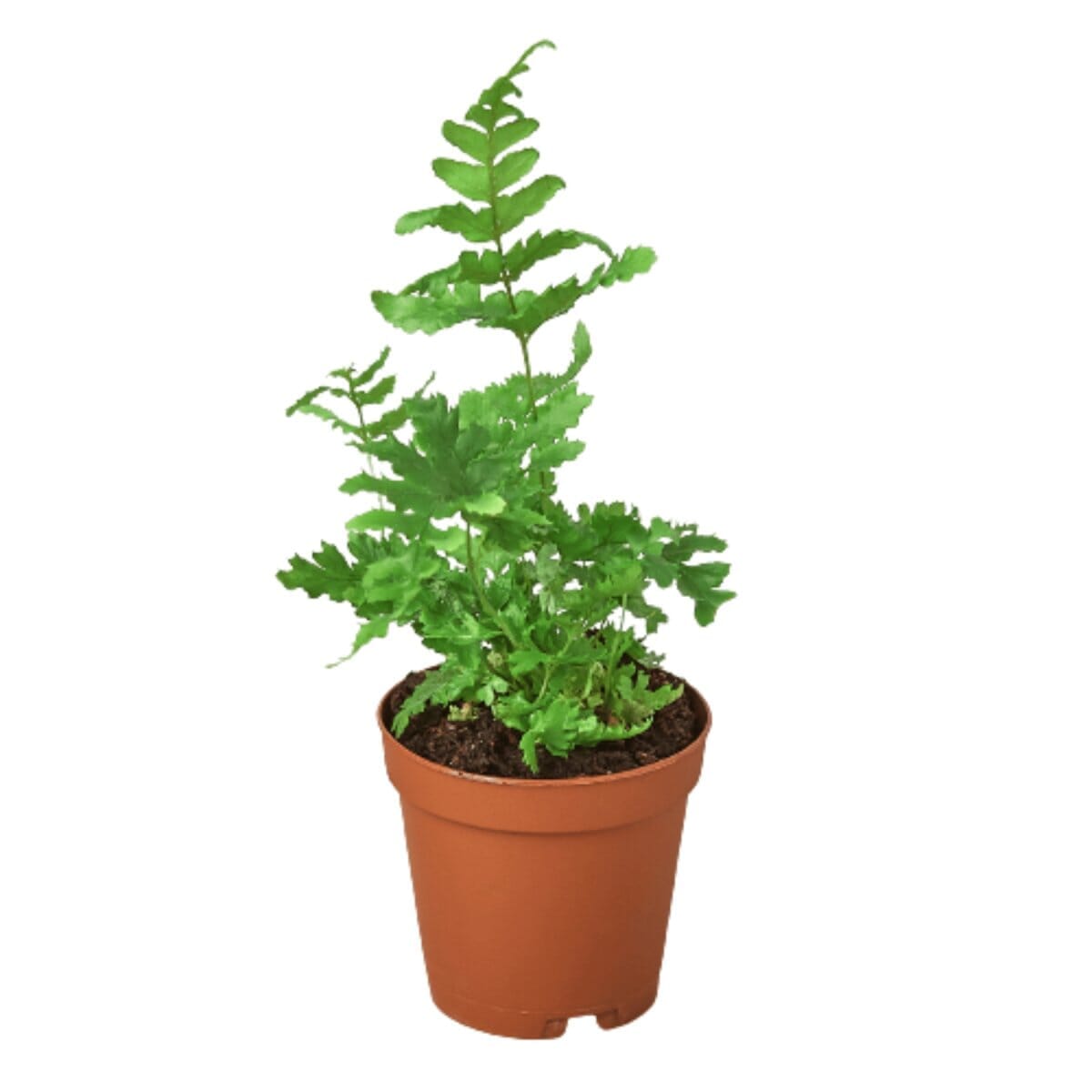 'Autumn' Fern-Indoor Plants-Trendy Gardener