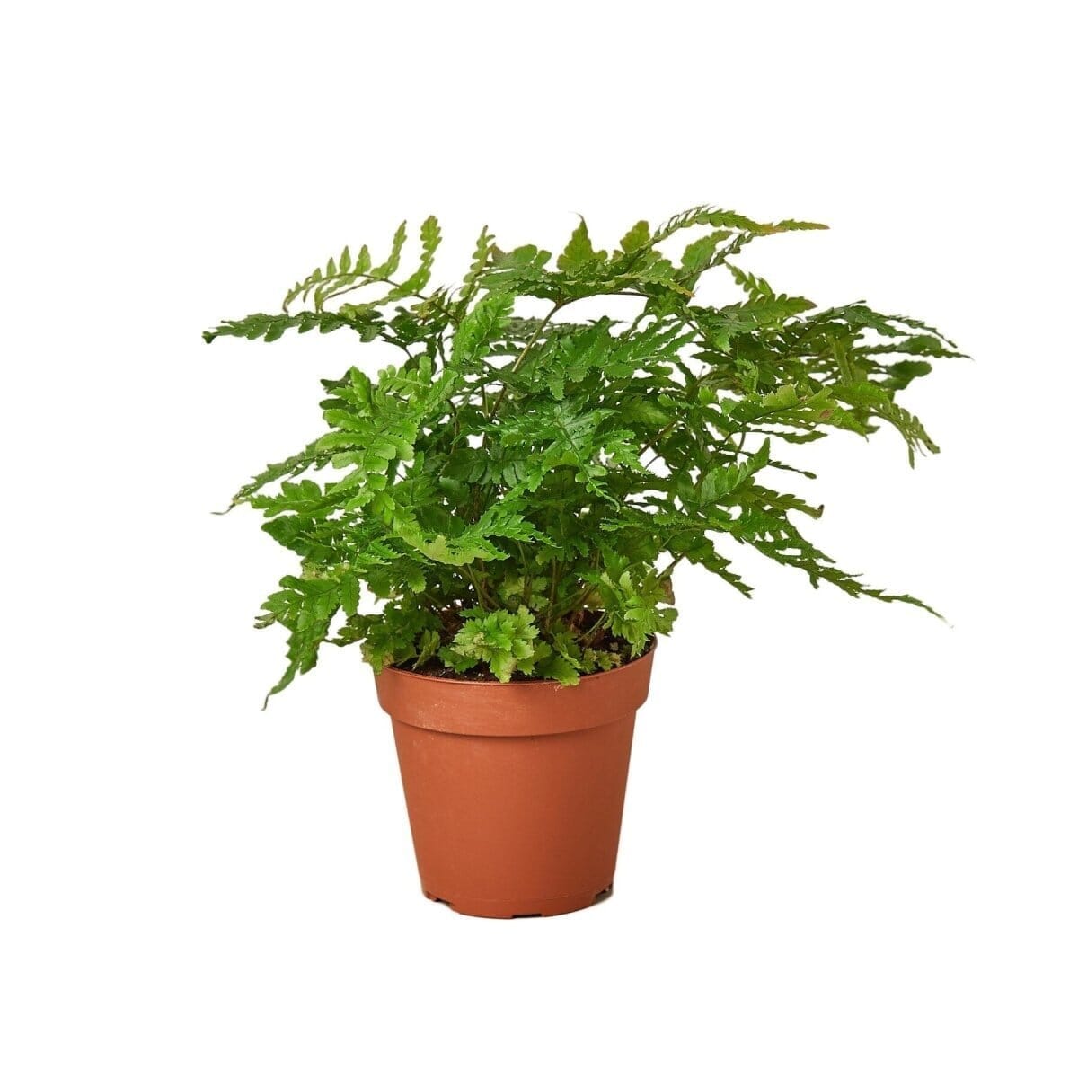 'Autumn' Fern-Indoor Plants-Trendy Gardener