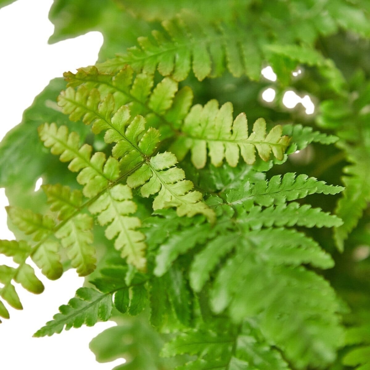 'Autumn' Fern-Indoor Plants-Trendy Gardener