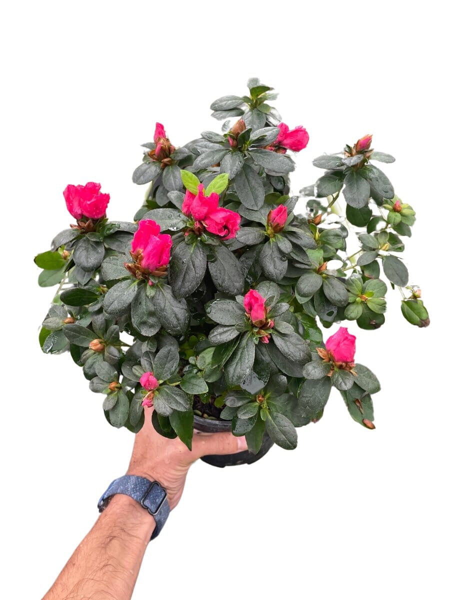 Azalea (Rhododendron)-Indoor Plants-Trendy Gardener