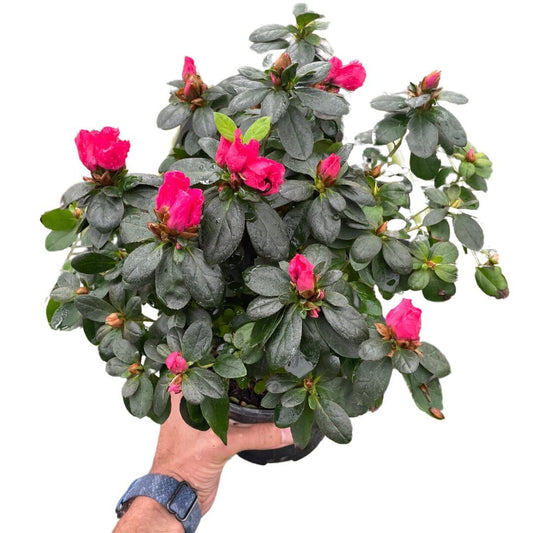 Azalea (Rhododendron)-Indoor Plants-Trendy Gardener