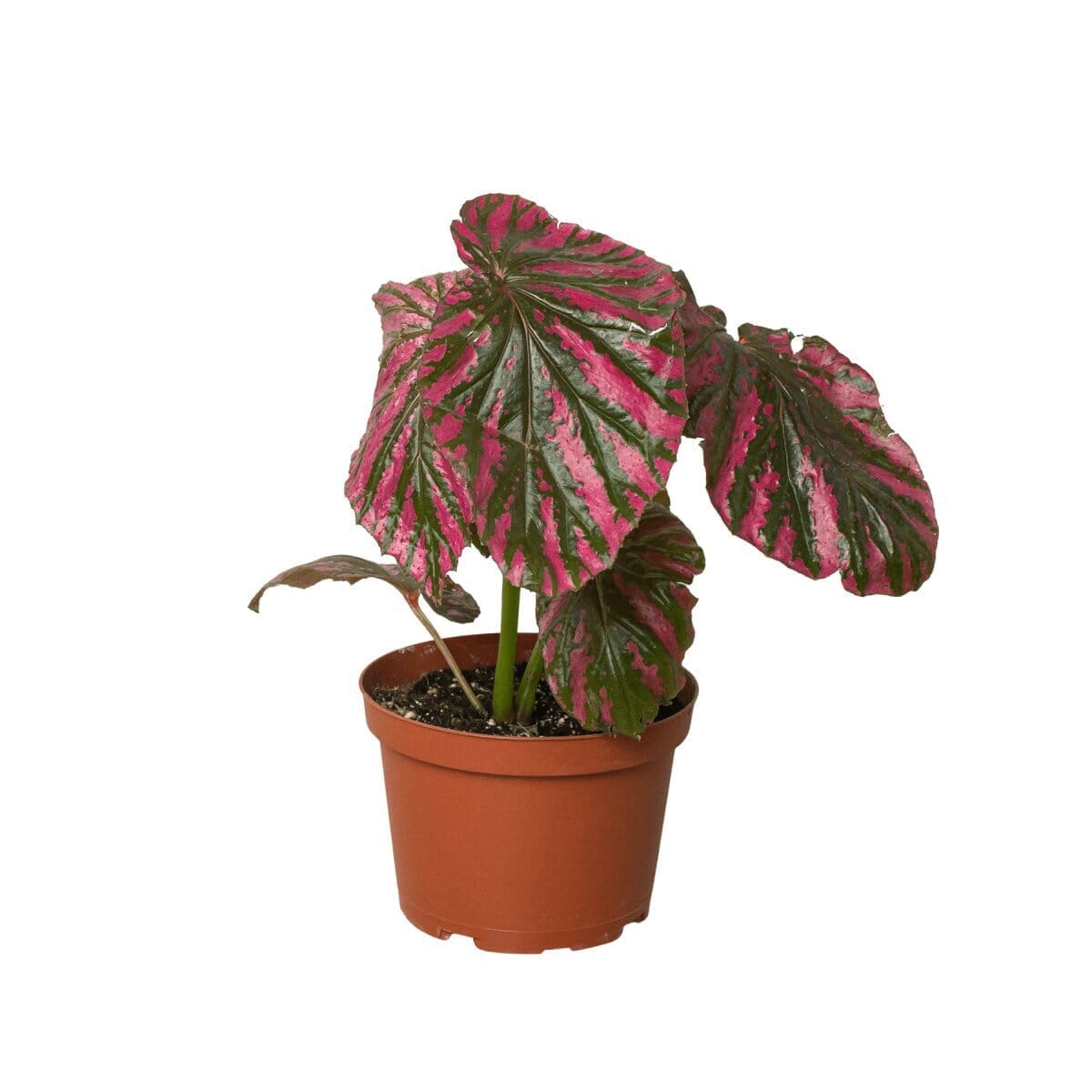 Begonia 'Exotica'-Indoor Plants-Trendy Gardener