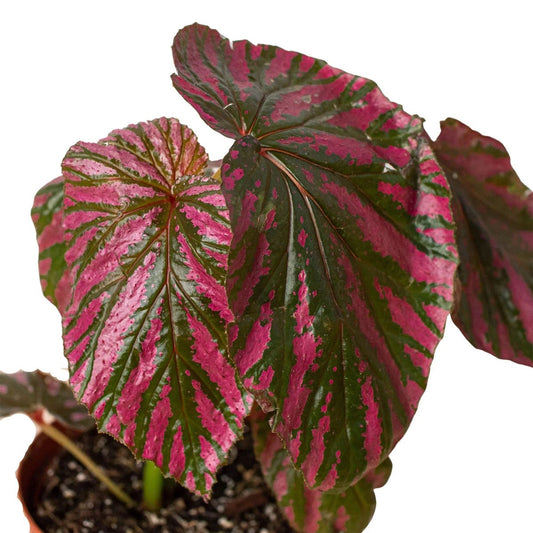 Begonia 'Exotica'-Indoor Plants-Trendy Gardener