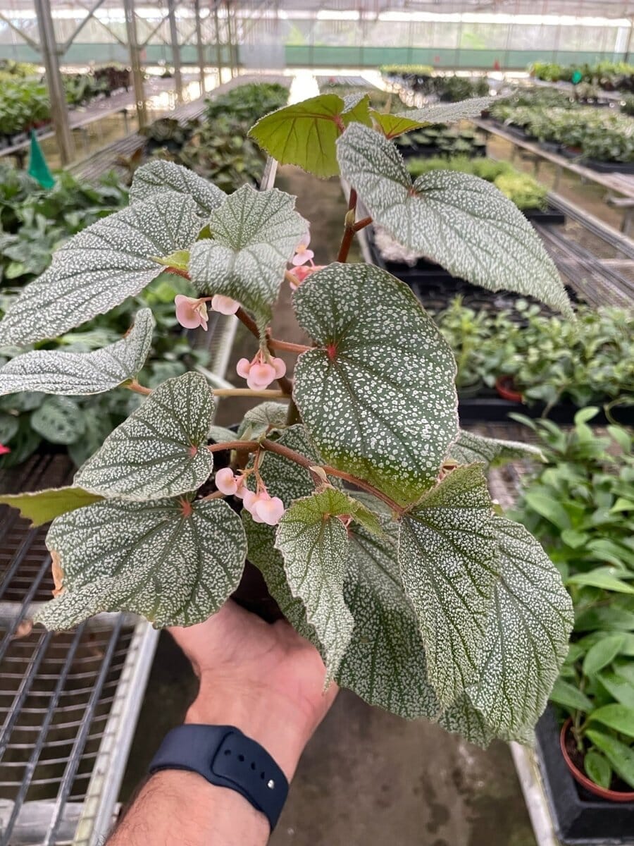 Begonia 'Frosty'-Indoor Plants-Trendy Gardener