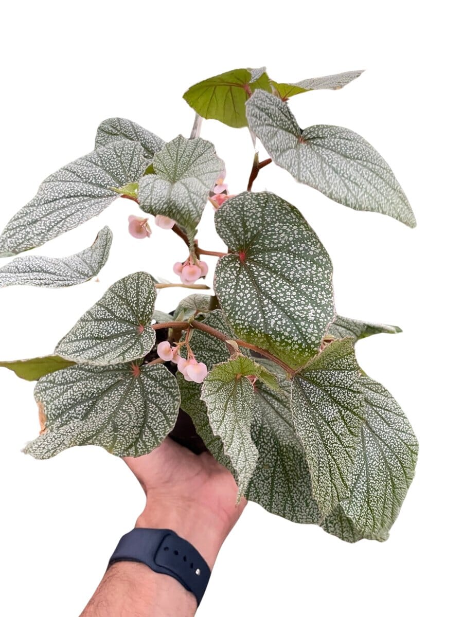 Begonia 'Frosty'-Indoor Plants-Trendy Gardener