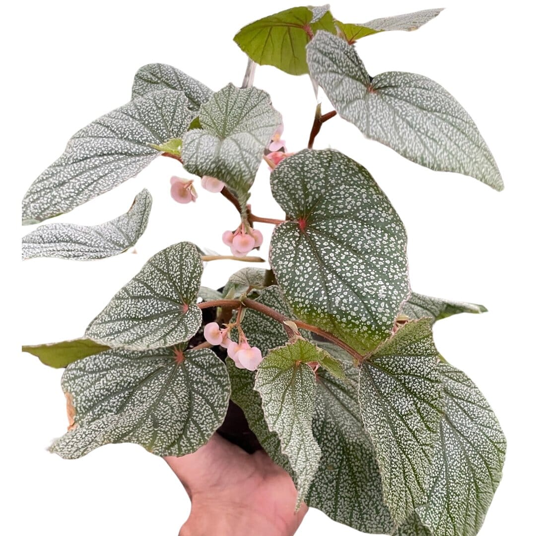 Begonia 'Frosty'-Indoor Plants-Trendy Gardener