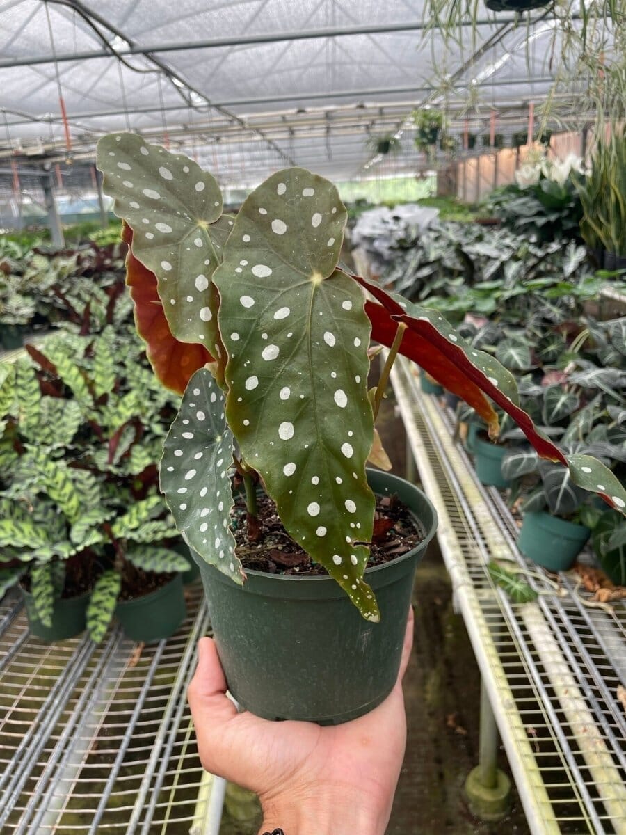 Begonia 'Maculata'-Indoor Plants-Trendy Gardener