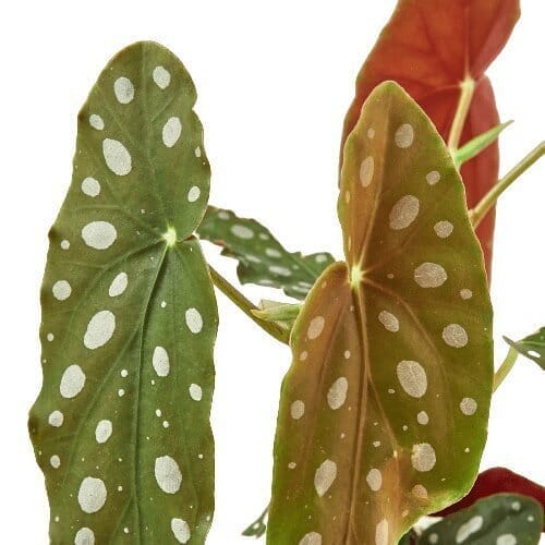 Begonia 'Maculata'-Indoor Plants-Trendy Gardener