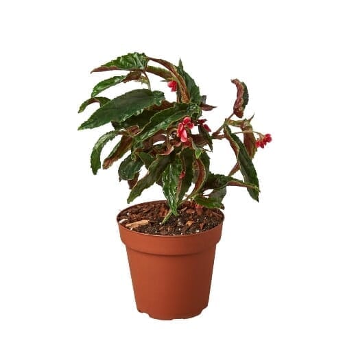 Begonia 'Miss Milly'-Indoor Plants-Trendy Gardener