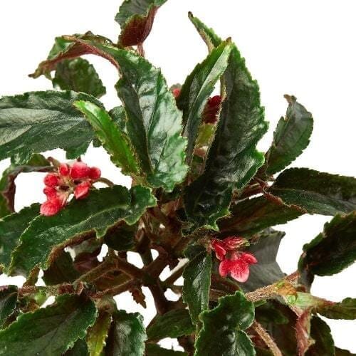 Begonia 'Miss Milly'-Indoor Plants-Trendy Gardener