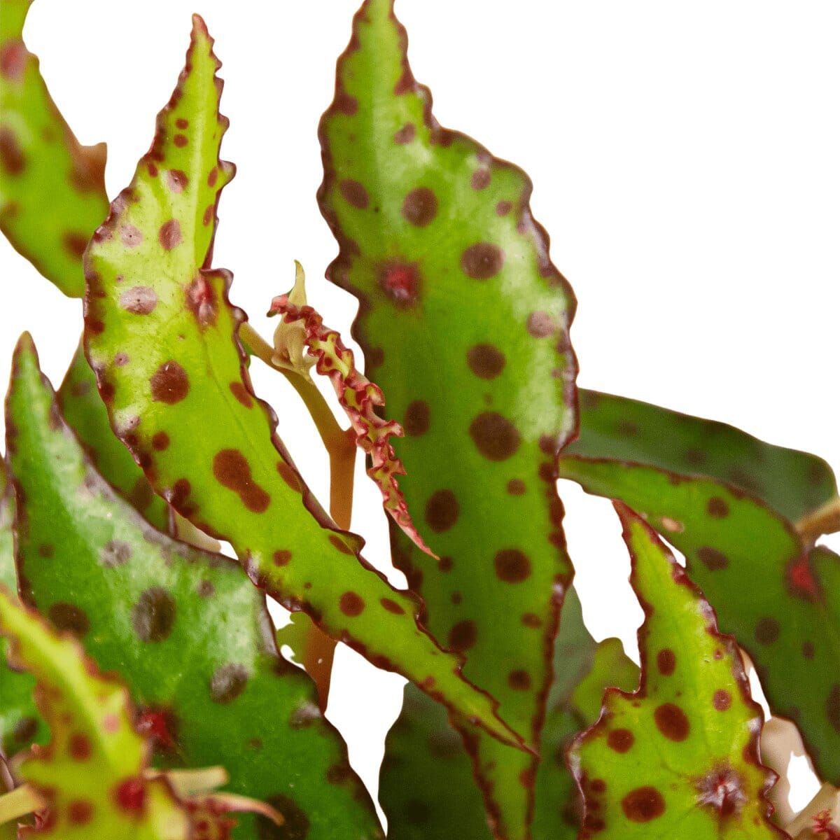 Begonia 'Pink Spotted'-Indoor Plants-Trendy Gardener