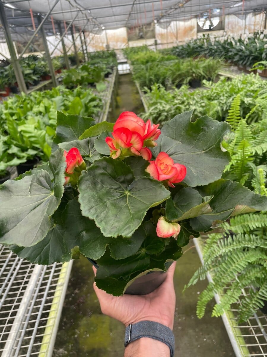 Begonia 'Reiger'-Indoor Plants-Trendy Gardener