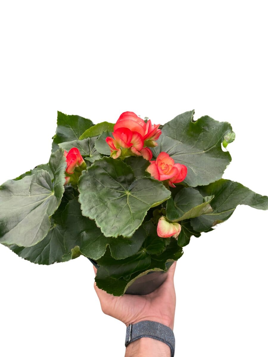 Begonia 'Reiger'-Indoor Plants-Trendy Gardener