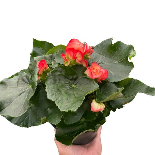 Begonia 'Reiger'-Indoor Plants-Trendy Gardener