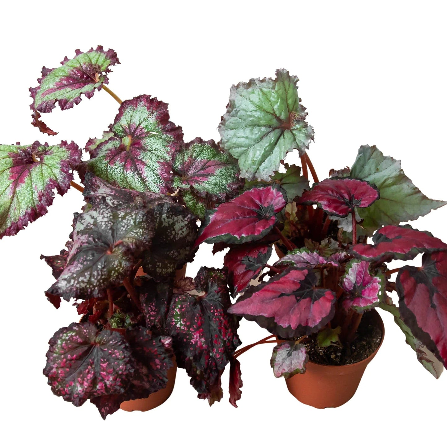 Begonia 'Rex' - 4 Pack Variety-Indoor Plants-Trendy Gardener