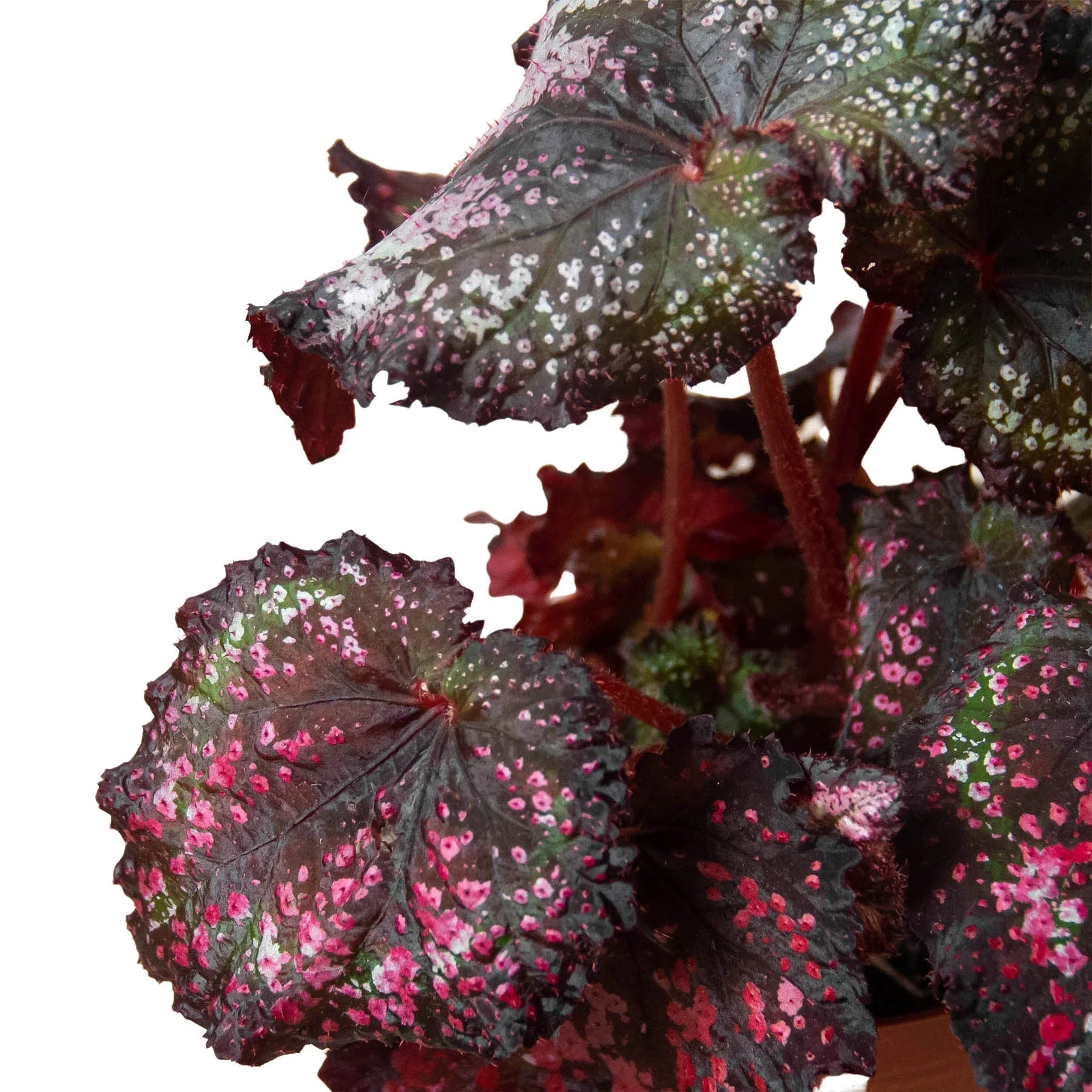 Begonia 'Rex' - 4 Pack Variety-Indoor Plants-Trendy Gardener