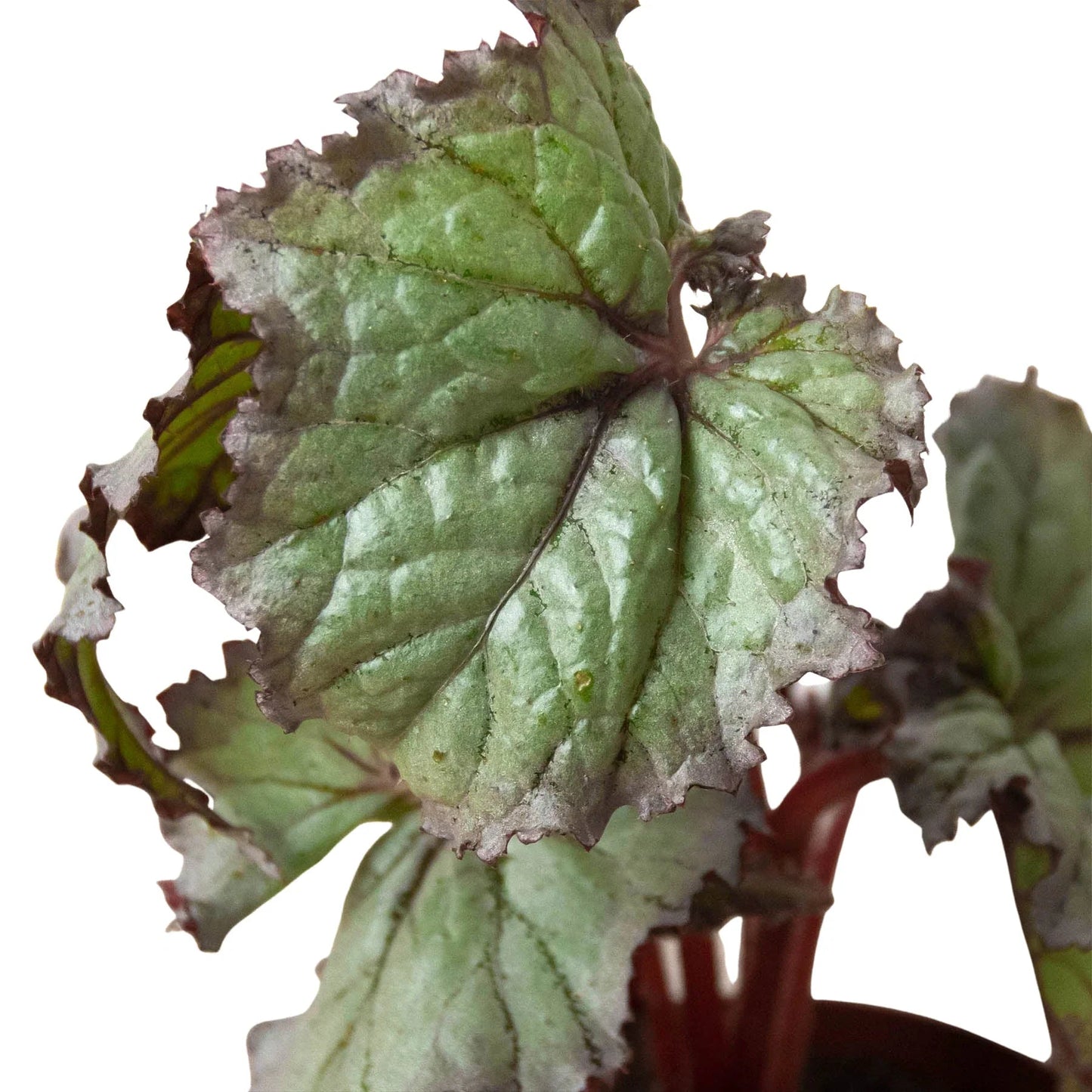 Begonia 'Rex' - 4 Pack Variety-Indoor Plants-Trendy Gardener