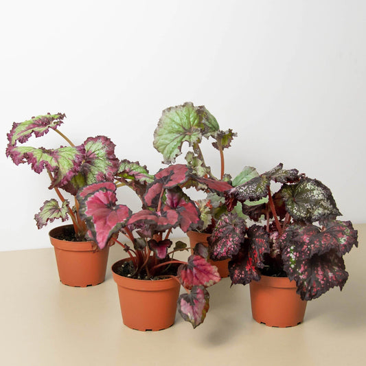 Begonia 'Rex' - 4 Pack Variety-Indoor Plants-Trendy Gardener