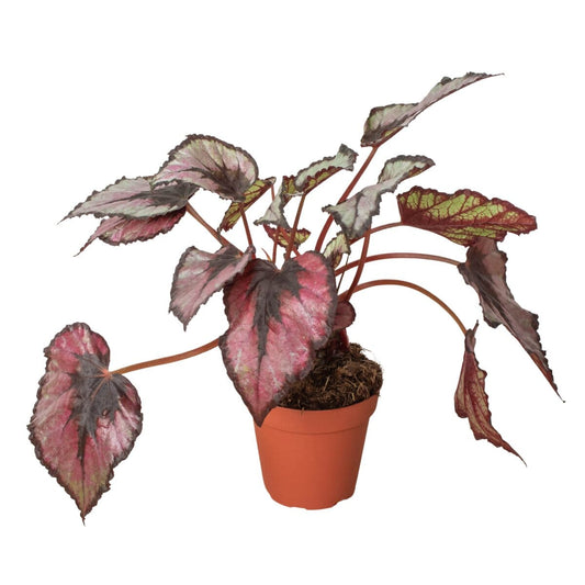Begonia 'Rex' - 4" Pot-Indoor Plants-Trendy Gardener