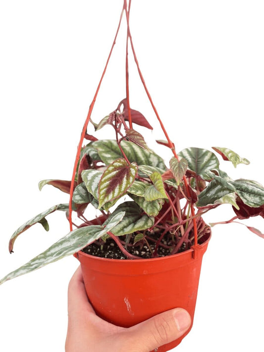 Begonia Rex Vine - 6" Pot-Indoor Plants-Trendy Gardener