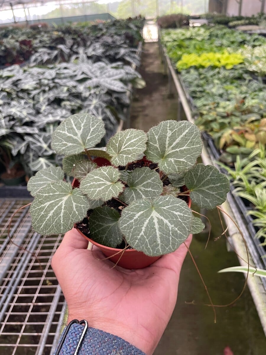 Begonia 'Strawberry' (Saxifraga stolonifera)-Indoor Plants-Trendy Gardener