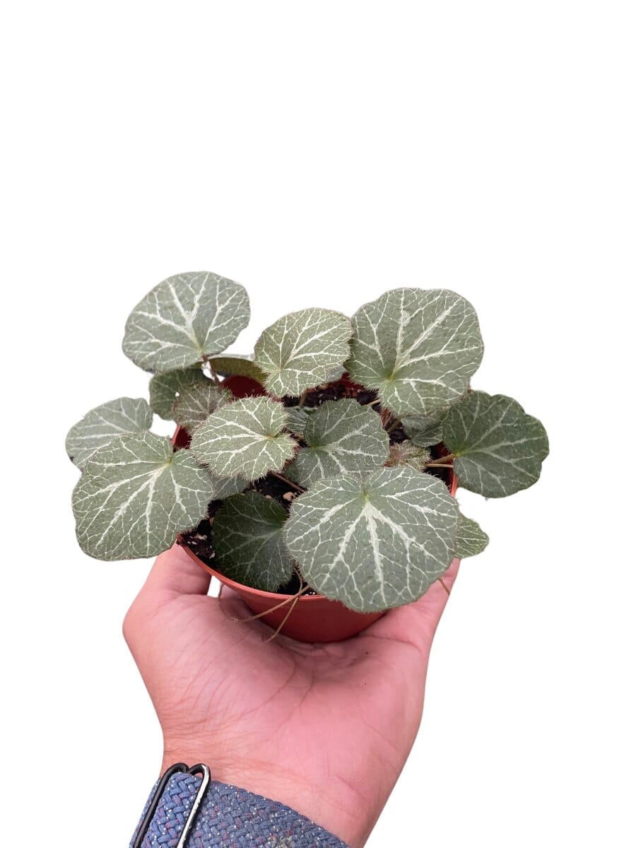 Begonia 'Strawberry' (Saxifraga stolonifera)-Indoor Plants-Trendy Gardener