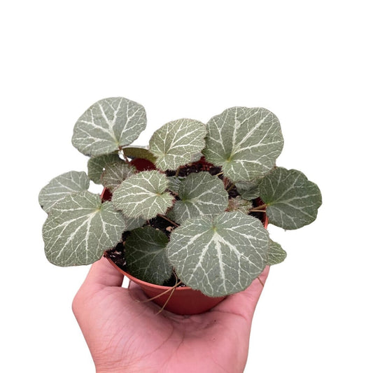 Begonia 'Strawberry' (Saxifraga stolonifera)-Indoor Plants-Trendy Gardener