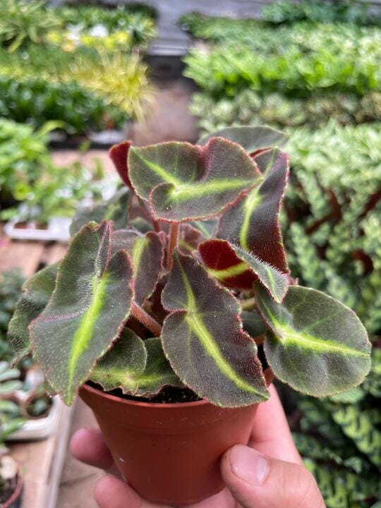 Begonia 'Striped'-Flowering-Trendy Gardener