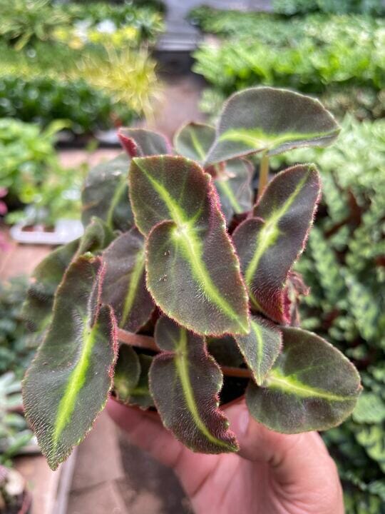 Begonia 'Striped'-Flowering-Trendy Gardener