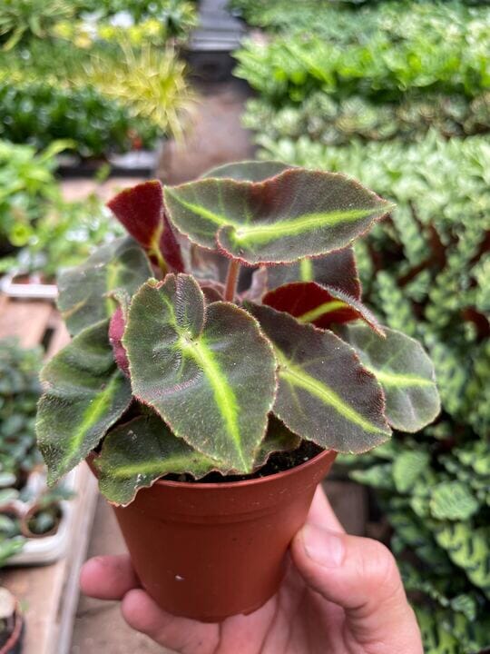 Begonia 'Striped'-Flowering-Trendy Gardener