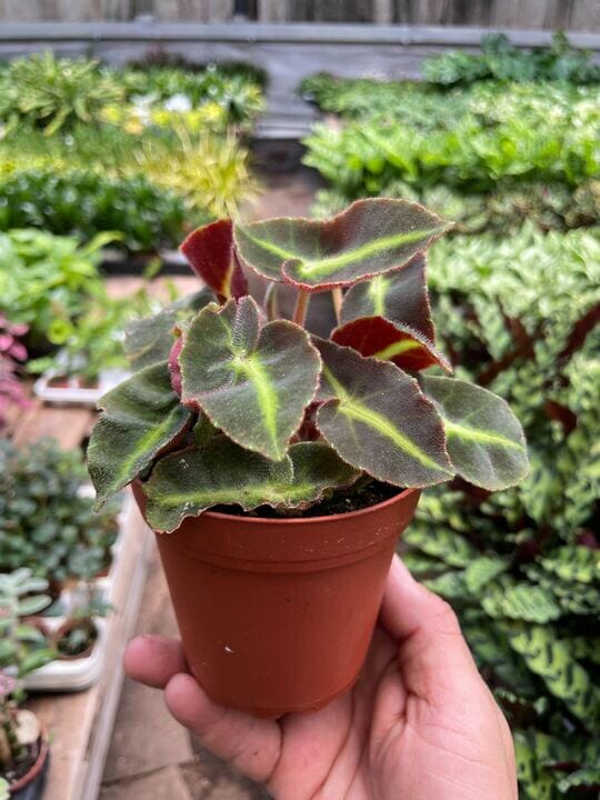 Begonia 'Striped'-Flowering-Trendy Gardener