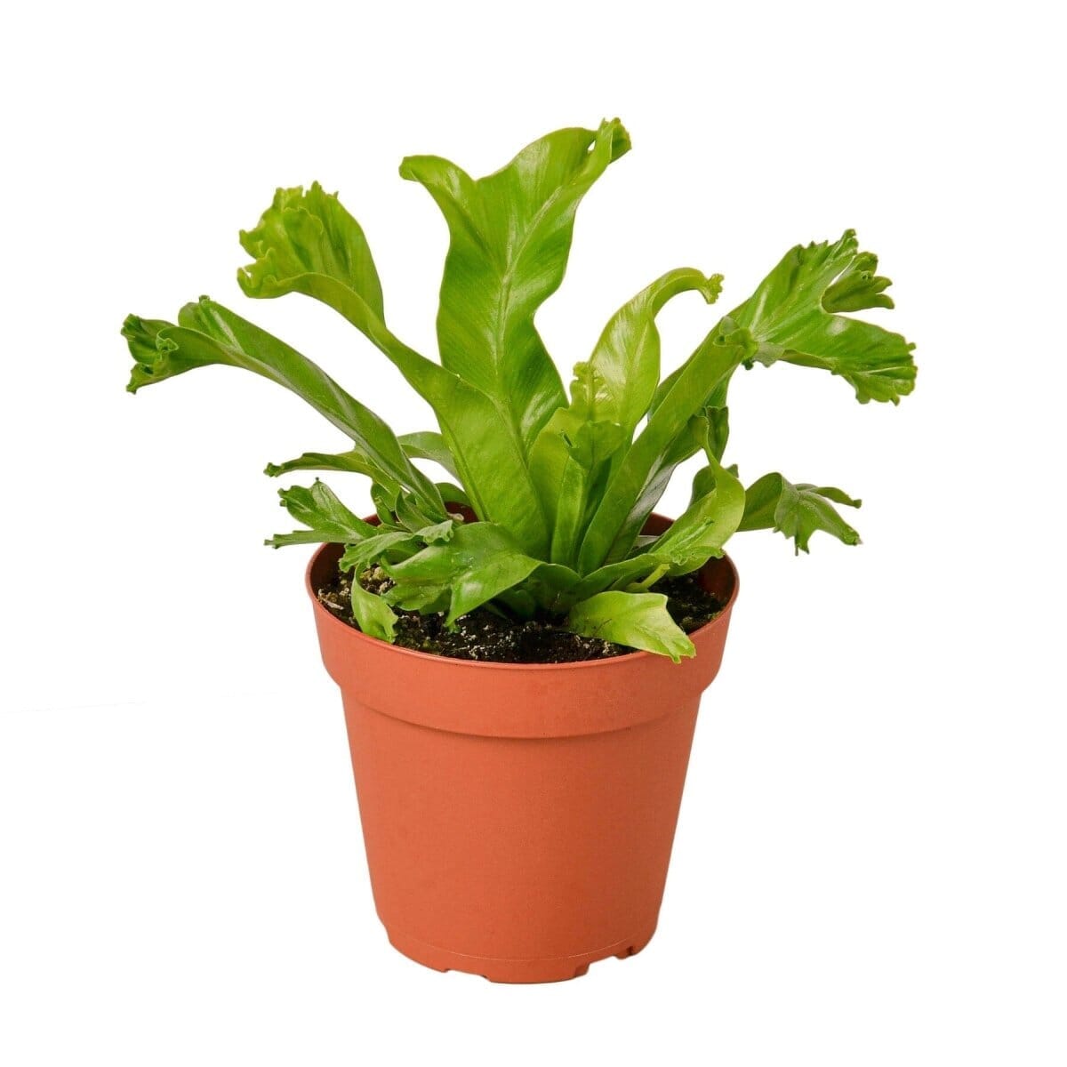 Bird’s Nest Leslie Fern-Indoor Plants-Trendy Gardener